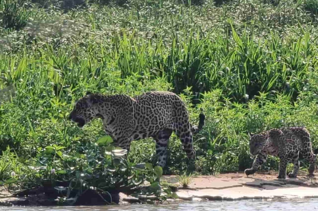 Viagem de moto pelo Pantanal Mato-grossense