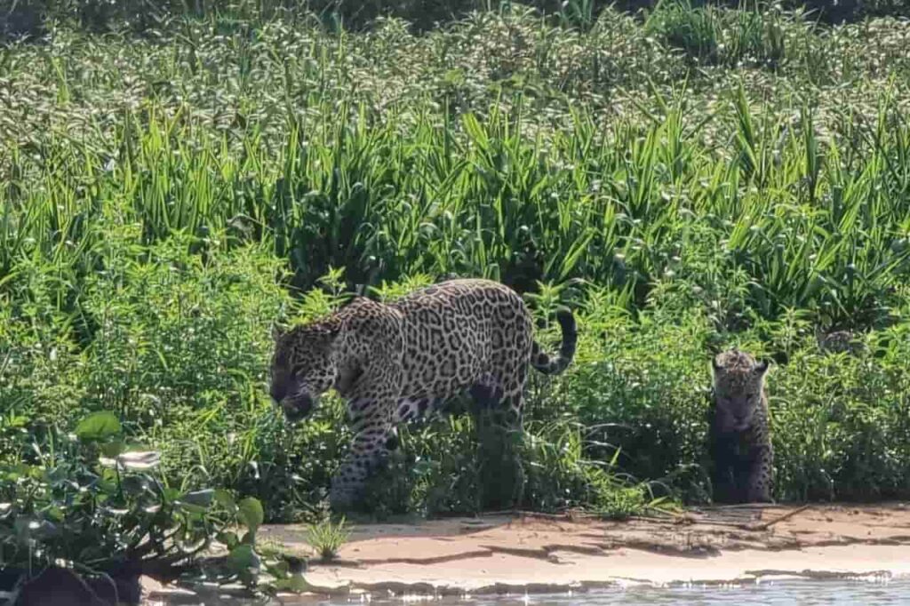 Viagem de moto pelo Pantanal Mato-grossense