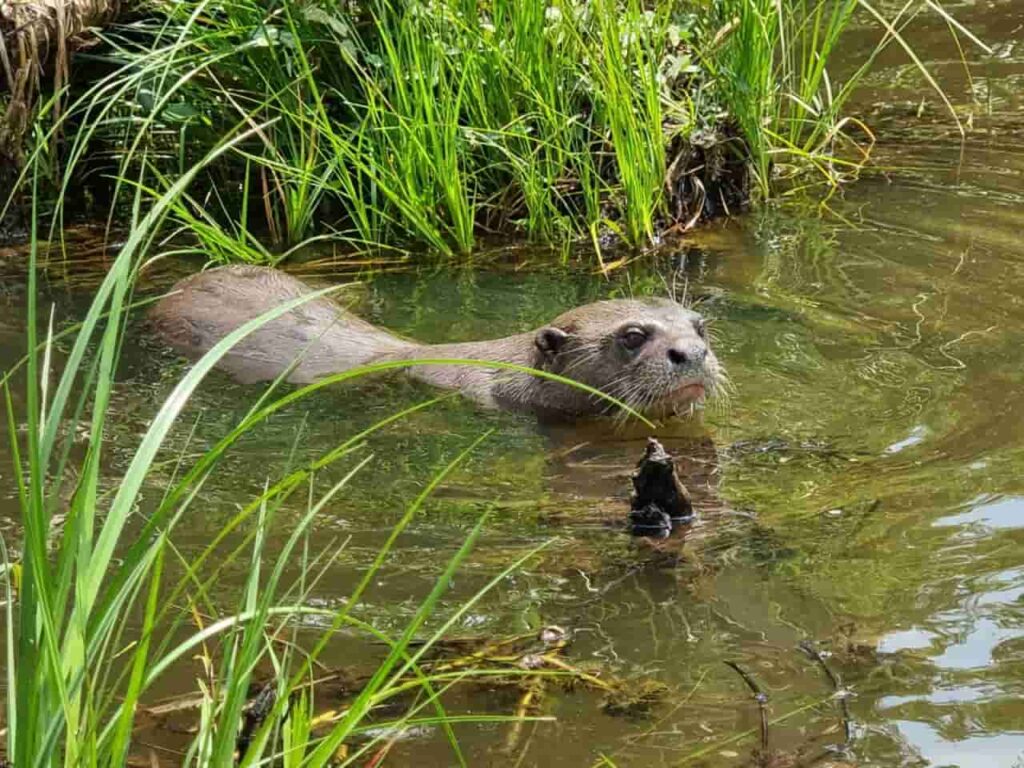 Viagem de moto pelo Pantanal Mato-grossense