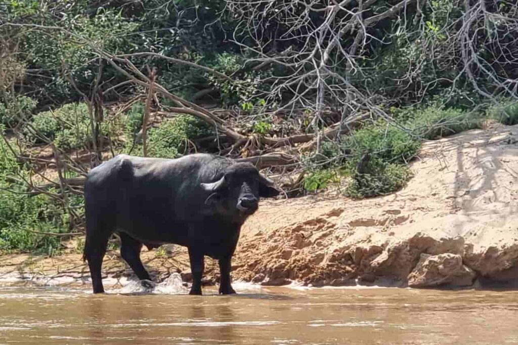 Viagem de moto pelo Pantanal Mato-grossense