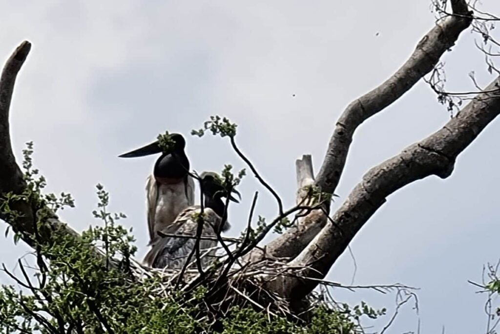 Viagem de moto pelo Pantanal Mato-grossense